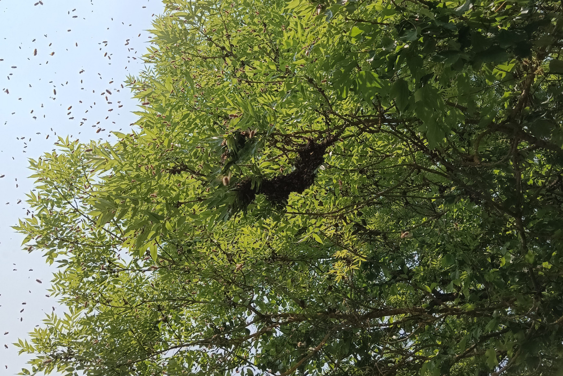 Rój pszczół na drzewie – usuwanie rojów Warszawa